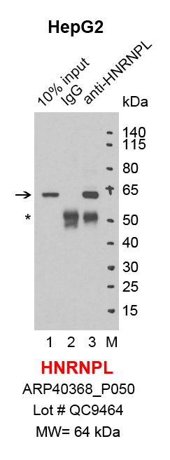 HNRNPL_HepG2.png<br>Caption: IP-Western Blot analysis of HepG2 whole cell lysate using HNRNPL specific antibody. Lane 1 is 2% of ten million whole cell lysate input (lane under '10% input') , lane 2 is 20% of IP enrichment using rabbit normal IgG (lane under 'IgG') and lane 3 is 20% IP enrichment using rabbit polyclonal anti-HNRNPL antibody (lanes under 'anti-HNRNPL'). Asterisk indicates heavy chain of antibody.