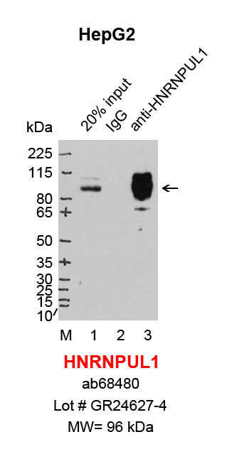 HNRNPUL1_abcam_HepG2.png<br>Caption: IP-Western Blot analysis of HepG2 whole cell lysate using HNRNPUL1 specific antibody. Lane 1 is 1% of ten million whole cell lysate input (lane under '20% input') , lane 2 is 5% of IP enrichment using rabbit normal IgG (lane under 'IgG') and lane 3 is 5% IP enrichment using rabbit monoclonal anti-HNRNPUL1 antibody (lanes under 'anti-HNRNPUL1').