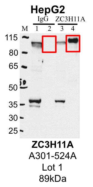 HepG2_A301-524A_1_ZC3H11A_MassSpec.png<br>Caption: Representative image of immunoprecipitation performed on whole cell extracts from the HepG2 cell line using the ZC3H11A-specific antibody A301-524A. Lane 1: Input from IP using control IgG. Lane 2: Immunoprecipitated material using control IgG. Lane 3: Input from IP using ZC3H11A antibody. Lane 4: Immunoprecipitated material using ZC3H11A antibody. Outlined regions were excised from gel and subjected to analysis by mass spectrometry. Target molecular weight: 89.13 kDa.