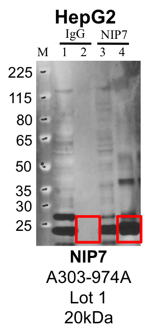 HepG2_A303-974A_1_NIP7_MassSpec.png<br>Caption: Representative image of immunoprecipitation performed on whole cell extracts from the HepG2 cell line using the NIP7-specific antibody A303-974A. Lane 1: Input from IP using control IgG. Lane 2: Immunoprecipitated material using control IgG. Lane 3: Input from IP using NIP7 antibody. Lane 4: Immunoprecipitated material using NIP7 antibody. Outlined regions were excised from gel and subjected to analysis by mass spectrometry. Target molecular weight: 20.46 kDa.