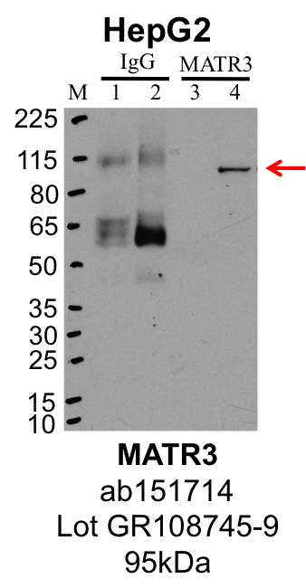 HepG2_Abcam_ab151714_GR108745-9_MATR3.png<br>Caption: IP-Western Blot analysis of HepG2 whole cell lysate using MATR3 specific antibody. Lane 1 is 1% of twenty million whole cell lysate input and lane 2 is 10% of IP enrichment using rabbit normal IgG (lanes under 'IgG'). Lane 3 is 1% of twenty million whole cell lysate input and lanes 4 is 10% IP enrichment using rabbit polyclonal MATR3 antibody (lanes under 'MATR3').