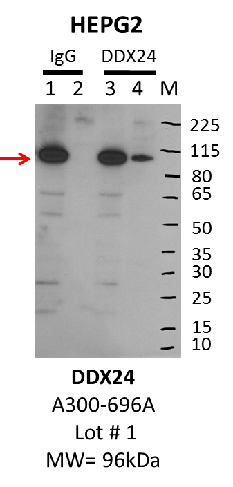 HepG2_Behtyl_A300-696A_1_DDX24.png<br>Caption: IP-Western Blot analysis of HepG2 whole cell lysate using DDX24 specific antibody. Lane 1 is 1% of twenty million whole cell lysate input and lane 2 is 10% of IP enrichment using rabbit normal IgG (lanes under 'IgG'). Lane 3 is 1% of twenty million whole cell lysate input and lane 4 is 10% IP enrichment using rabbit polyclonal anti-DDX24 antibody (lanes under 'DDX24').