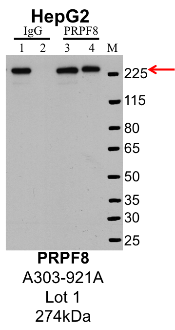 HepG2_Bethyl_303-921A_1_PRPF8.png<br>Caption: IP-Western Blot analysis of HepG2 whole cell lysate using PRPF8 specific antibody. Lane 1 is 1% of twenty million whole cell lysate input and lane 2 is 25% of IP enrichment using rabbit normal IgG (lanes under 'IgG'). Lane 3 is 1% of twenty million whole cell lysate input and lane 4 is 10% IP enrichment using rabbit polyclonal anti-PRPF8 antibody (lanes under 'PRPF8').