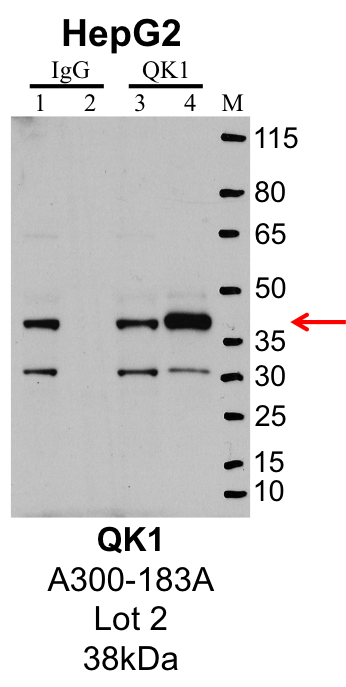 HepG2_Bethyl_A300-183A_2_QK1.png<br>Caption: IP-Western Blot analysis of HepG2 whole cell lysate using QKI specific antibody. Lane 1 is 1% of twenty million whole cell lysate input and lane 2 is 10% of IP enrichment using rabbit normal IgG (lanes under 'IgG'). Lane 3 is 1% of twenty million whole cell lysate input and lane 4 is 10% IP enrichment using rabbit polyclonal anti-QKI antibody (lanes under 'QKI').