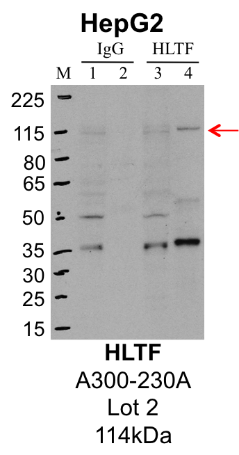 HepG2_Bethyl_A300-230A_2_HLTF.png<br>Caption: IP-Western Blot analysis of HepG2 whole cell lysate using HLTF specific antibody. Lane 1 is 1% of twenty million whole cell lysate input and lane 2 is 25% of IP enrichment using rabbit normal IgG (lanes under 'IgG'). Lane 3 is 1% of twenty million whole cell lysate input and lane 4 is 10% IP enrichment using rabbit polyclonal anti-HLTF antibody (lanes under 'HLTF').