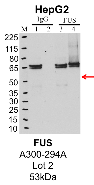 HepG2_Bethyl_A300-294A_2_FUS.png<br>Caption: IP-Western Blot analysis of HepG2 whole cell lysate using FUS specific antibody. Lane 1 is 1% of twenty million whole cell lysate input and lane 2 is 25% of IP enrichment using rabbit normal IgG (lanes under 'IgG'). Lane 3 is 1% of twenty million whole cell lysate input and lane 4 is 10% IP enrichment using rabbit polyclonal anti-FUS antibody (lanes under 'FUS').