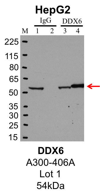 HepG2_Bethyl_A300-406A_1_DDX6.png<br>Caption: IP-Western Blot analysis of HepG2 whole cell lysate using DDX6 specific antibody. Lane 1 is 1% of twenty million whole cell lysate input and lane 2 is 25% of IP enrichment using rabbit normal IgG (lanes under 'IgG'). Lane 3 is 1% of twenty million whole cell lysate input and lane 4 is 10% IP enrichment using rabbit polyclonal anti-DDX6 antibody (lanes under 'DDX6').