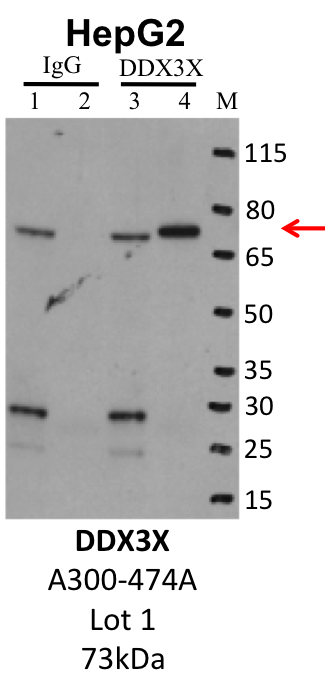 HepG2_Bethyl_A300-474A_1_DDX3X.png<br>Caption: IP-Western Blot analysis of HepG2 whole cell lysate using DDX3X specific antibody. Lane 1 is 1% of twenty million whole cell lysate input and lane 2 is 10% of IP enrichment using rabbit normal IgG (lanes under 'IgG'). Lane 3 is 1% of twenty million whole cell lysate input and lane 4 is 10% IP enrichment using rabbit polyclonal anti-DDX3X antibody (lanes under 'DDX3X').