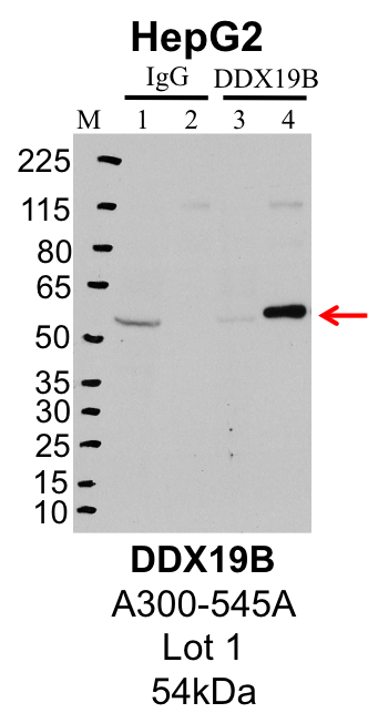 HepG2_Bethyl_A300-545A_1_DDX19B.png<br>Caption: IP-Western Blot analysis of HepG2 whole cell lysate using DDX19B specific antibody. Lane 1 is 1% of twenty million whole cell lysate input and lane 2 is 25% of IP enrichment using rabbit normal IgG (lanes under 'IgG'). Lane 3 is 1% of twenty million whole cell lysate input and lane 4 is 10% IP enrichment using rabbit polyclonal anti-DDX19B antibody (lanes under 'DDX19B').