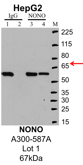 HepG2_Bethyl_A300-587A_1_NONO.png<br>Caption: IP-Western Blot analysis of HepG2 whole cell lysate using NONO specific antibody. Lane 1 is 1% of twenty million whole cell lysate input and lane 2 is 25% of IP enrichment using rabbit normal IgG (lanes under 'IgG'). Lane 3 is 1% of twenty million whole cell lysate input and lane 4 is 10% IP enrichment using rabbit polyclonal anti-NONO antibody (lanes under 'NONO').