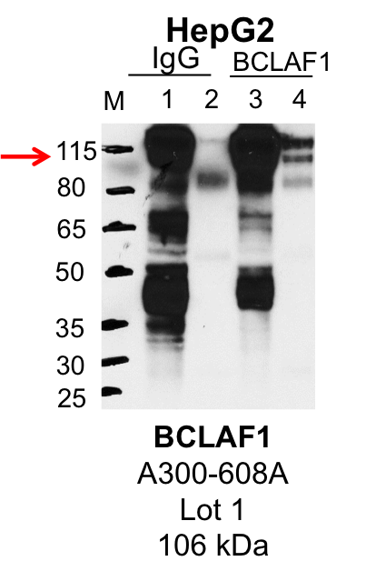 HepG2_Bethyl_A300-608A_1_BCLAF1.png<br>Caption: IP-Western Blot analysis of HepG2 whole cell lysate using BCLAF1 specific antibody. Lane 1 is 1% of twenty million whole cell lysate input and lane 2 is 25% of IP enrichment using rabbit normal IgG (lanes under 'IgG'). Lane 3 is 1% of twenty million whole cell lysate input and lane 4 is 10% IP enrichment using rabbit polyclonal anti-BCLAF1 antibody (lanes under 'BCLAF1').