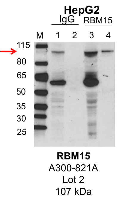 HepG2_Bethyl_A300-821A_2_RBM15.png<br>Caption: IP-Western Blot analysis of HepG2 whole cell lysate using RBM15 specific antibody. Lane 1 is 1% of twenty million whole cell lysate input and lane 2 is 25% of IP enrichment using rabbit normal IgG (lanes under 'IgG'). Lane 3 is 1% of twenty million whole cell lysate input and lane 4 is 10% IP enrichment using rabbit polyclonal anti-RBM15 antibody (lanes under 'RBM15').