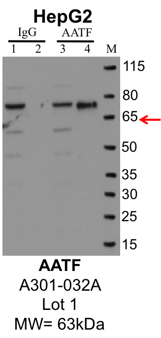 HepG2_Bethyl_A301-032A_1_AATF.png<br>Caption: IP-Western Blot analysis of HepG2 whole cell lysate using AATF specific antibody. Lane 1 is 1% of twenty million whole cell lysate input and lane 2 is 25% of IP enrichment using rabbit normal IgG (lanes under 'IgG'). Lane 3 is 1% of twenty million whole cell lysate input and lane 4 is 10% IP enrichment using rabbit polyclonal anti-AATF antibody (lanes under 'AATF').