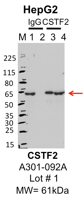 HepG2_Bethyl_A301-092A_1_CSTF2.png<br>Caption: IP-Western Blot analysis of HepG2 whole cell lysate using CSTF2 specific antibody. Lane 1 is 1% of twenty million whole cell lysate input and lane 2 is 25% of IP enrichment using rabbit normal IgG (lanes under 'IgG'). Lane 3 is 1% of twenty million whole cell lysate input and lane 4 is 10% IP enrichment using rabbit polyclonal anti-CSTF2 antibody (lanes under 'CSTF2').