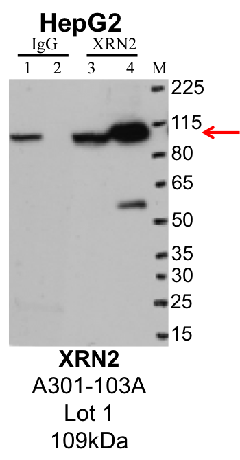 HepG2_Bethyl_A301-103A_1_XRN2.png<br>Caption: IP-Western Blot analysis of HepG2 whole cell lysate using XRN2 specific antibody. Lane 1 is 1% of twenty million whole cell lysate input and lane 2 is 25% of IP enrichment using rabbit normal IgG (lanes under 'IgG'). Lane 3 is 1% of twenty million whole cell lysate input and lane 4 is 10% IP enrichment using rabbit polyclonal anti-XRN2 antibody (lanes under 'XRN2').