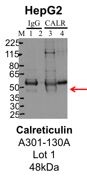 HepG2_Bethyl_A301-130A_1_CALR.png<br>Caption: IP-Western Blot analysis of HepG2 whole cell lysate using HepG2 specific antibody. Lane 1 is 1% of twenty million whole cell lysate input and lane 2 is 25% of IP enrichment using rabbit normal IgG (lanes under 'IgG'). Lane 3 is 1% of twenty million whole cell lysate input and lane 4 is 10% IP enrichment using rabbit polyclonal anti-HepG2 antibody (lanes under 'HepG2').