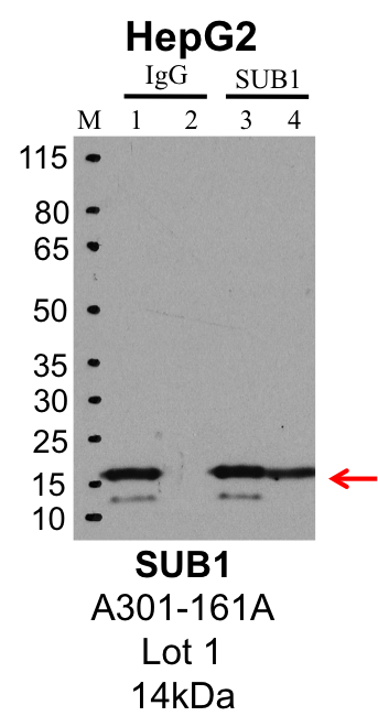 HepG2_Bethyl_A301-161A_1_SUB1.png<br>Caption: IP-Western Blot analysis of HepG2 whole cell lysate using SUB1 specific antibody. Lane 1 is 1% of twenty million whole cell lysate input and lane 2 is 25% of IP enrichment using rabbit normal IgG (lanes under 'IgG'). Lane 3 is 1% of twenty million whole cell lysate input and lane 4 is 10% IP enrichment using rabbit polyclonal anti-SUB1 antibody (lanes under 'SUB1').