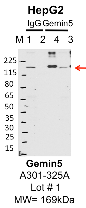 HepG2_Bethyl_A301-325A_1_GEMIN5.png<br>Caption: IP-Western Blot analysis of HepG2 whole cell lysate using GEMIN5 specific antibody. Lane 1 is 1% of twenty million whole cell lysate input and lane 2 is 25% of IP enrichment using rabbit normal IgG (lanes under 'IgG'). Lane 3 is 1% of twenty million whole cell lysate input and lane 4 is 10% IP enrichment using rabbit polyclonal anti-GEMIN5 antibody (lanes under 'GEMIN5').