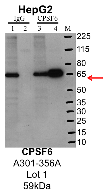 HepG2_Bethyl_A301-356A_1_CPSF6.png<br>Caption: IP-Western Blot analysis of HepG2 whole cell lysate using CPSF6 specific antibody. Lane 1 is 1% of twenty million whole cell lysate input and lane 2 is 25% of IP enrichment using rabbit normal IgG (lanes under 'IgG'). Lane 3 is 1% of twenty million whole cell lysate input and lane 4 is 10% IP enrichment using rabbit polyclonal anti-CPSF6 antibody (lanes under 'CPSF6').