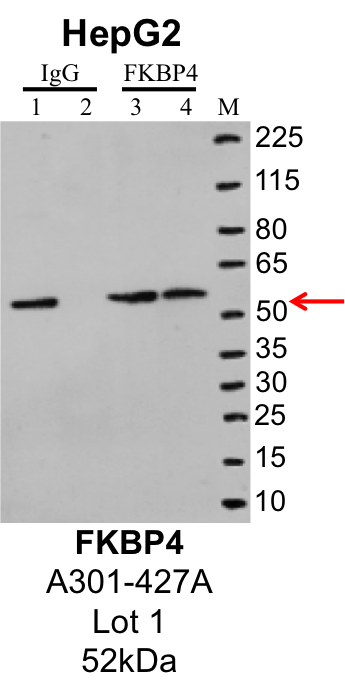 HepG2_Bethyl_A301-427A_1_FKBP4.png<br>Caption: IP-Western Blot analysis of HepG2 whole cell lysate using FKBP4 specific antibody. Lane 1 is 1% of twenty million whole cell lysate input and lane 2 is 10% of IP enrichment using rabbit normal IgG (lanes under 'IgG'). Lane 3 is 1% of twenty million whole cell lysate input and lane 4 is 10% IP enrichment using rabbit polyclonal anti-FKBP4 antibody (lanes under 'FKBP4').