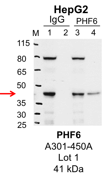 HepG2_Bethyl_A301-450A_1_PHF6.png<br>Caption: IP-Western Blot analysis of HepG2 whole cell lysate using PHF6 specific antibody. Lane 1 is 1% of twenty million whole cell lysate input and lane 2 is 25% of IP enrichment using rabbit normal IgG (lanes under 'IgG'). Lane 3 is 1% of twenty million whole cell lysate input and lane 4 is 10% IP enrichment using rabbit polyclonal anti-PHF6 antibody (lanes under 'PHF6').