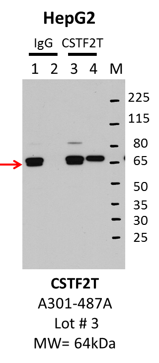 HepG2_Bethyl_A301-487A_3_CSTF2T.png<br>Caption: IP-Western Blot analysis of HepG2 whole cell lysate using CSTF2T specific antibody. Lane 1 is 1% of twenty million whole cell lysate input and lane 2 is 10% of IP enrichment using rabbit normal IgG (lanes under 'IgG'). Lane 3 is 1% of twenty million whole cell lysate input and lane 4 is 10% IP enrichment using rabbit polyclonal anti-CSTF2T antibody (lanes under 'CSTF2T').