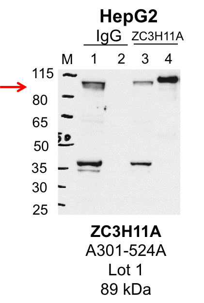 HepG2_Bethyl_A301-524A_1_ZC3H11A.png<br>Caption: IP-Western Blot analysis of HepG2 whole cell lysate using ZC3H11A specific antibody. Lane 1 is 1% of twenty million whole cell lysate input and lane 2 is 25% of IP enrichment using rabbit normal IgG (lanes under 'IgG'). Lane 3 is 1% of twenty million whole cell lysate input and lane 4 is 10% IP enrichment using rabbit polyclonal anti-ZC3H11A antibody (lanes under 'ZC3H11A').