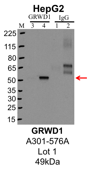 HepG2_Bethyl_A301-576A_1_GRWD1.png<br>Caption: IP-Western Blot analysis of HepG2 whole cell lysate using GRWD1 specific antibody. Lane 1 is 1% of twenty million whole cell lysate input and lane 2 is 25% of IP enrichment using rabbit normal IgG (lanes under 'IgG'). Lane 3 is 1% of twenty million whole cell lysate input and lane 4 is 10% IP enrichment using rabbit polyclonal anti-GRWD1 antibody (lanes under 'GRWD1').