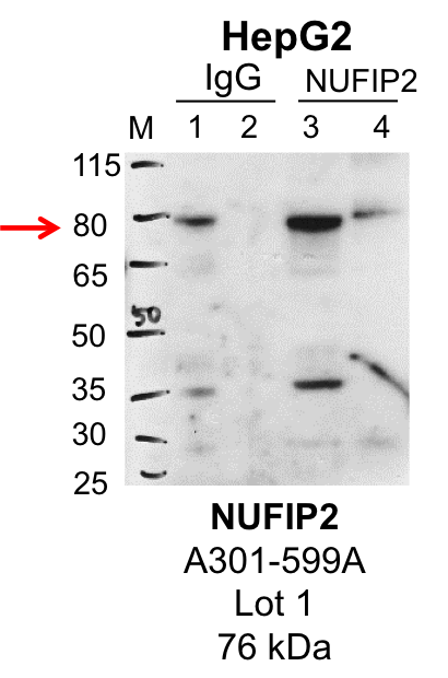 HepG2_Bethyl_A301-599A_1_NUFIP2.png<br>Caption: IP-Western Blot analysis of HepG2 whole cell lysate using NUFIP2 specific antibody. Lane 1 is 1% of twenty million whole cell lysate input and lane 2 is 25% of IP enrichment using rabbit normal IgG (lanes under 'IgG'). Lane 3 is 1% of twenty million whole cell lysate input and lane 4 is 10% IP enrichment using rabbit polyclonal anti-NUFIP2 antibody (lanes under 'NUFIP2').