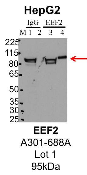 HepG2_Bethyl_A301-688A_1_EEF2.png<br>Caption: IP-Western Blot analysis of HepG2 whole cell lysate using EEF2 specific antibody. Lane 1 is 1% of twenty million whole cell lysate input and lane 2 is 25% of IP enrichment using rabbit normal IgG (lanes under 'IgG'). Lane 3 is 1% of twenty million whole cell lysate input and lane 4 is 10% IP enrichment using rabbit polyclonal anti-EEF2 antibody (lanes under 'EEF2').