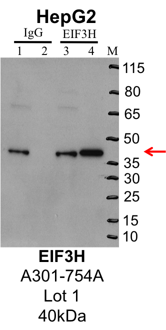 HepG2_Bethyl_A301-754A_1_EIF3H.png<br>Caption: IP-Western Blot analysis of HepG2 whole cell lysate using EIF3H specific antibody. Lane 1 is 1% of twenty million whole cell lysate input and lane 2 is 25% of IP enrichment using rabbit normal IgG (lanes under 'IgG'). Lane 3 is 1% of twenty million whole cell lysate input and lane 4 is 10% IP enrichment using rabbit polyclonal anti-EIF3H antibody (lanes under 'EIF3H').