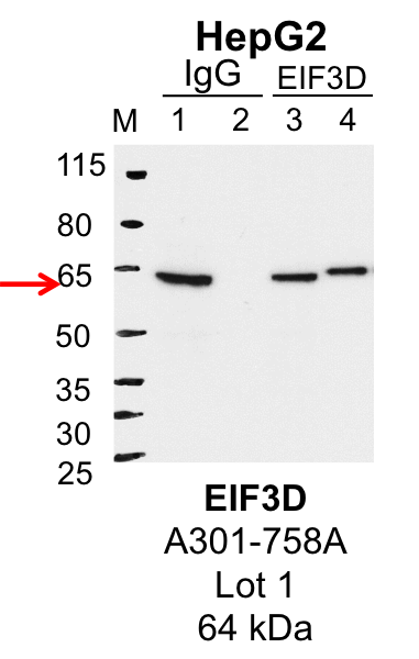 HepG2_Bethyl_A301-758A_1_EIF3D.png<br>Caption: IP-Western Blot analysis of HepG2 whole cell lysate using EIF3D specific antibody. Lane 1 is 1% of twenty million whole cell lysate input and lane 2 is 25% of IP enrichment using rabbit normal IgG (lanes under 'IgG'). Lane 3 is 1% of twenty million whole cell lysate input and lane 4 is 10% IP enrichment using rabbit polyclonal anti-EIF3D antibody (lanes under 'EIF3D').