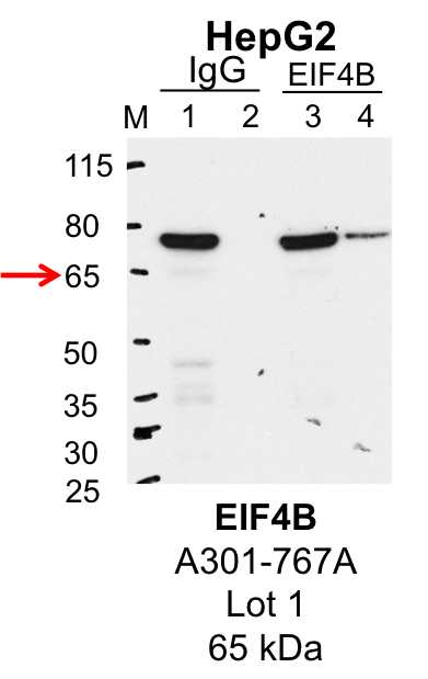 HepG2_Bethyl_A301-767A_1_EIF4B.png<br>Caption: IP-Western Blot analysis of HepG2 whole cell lysate using EIF4B specific antibody. Lane 1 is 1% of twenty million whole cell lysate input and lane 2 is 25% of IP enrichment using rabbit normal IgG (lanes under 'IgG'). Lane 3 is 1% of twenty million whole cell lysate input and lane 4 is 10% IP enrichment using rabbit polyclonal anti-EIF4B antibody (lanes under 'EIF4B').