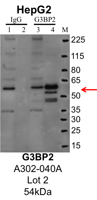 HepG2_Bethyl_A302-040A_2_G3BP2.png<br>Caption: IP-Western Blot analysis of HepG2 whole cell lysate using G3BP2 specific antibody. Lane 1 is 1% of twenty million whole cell lysate input and lane 2 is 25% of IP enrichment using rabbit normal IgG (lanes under 'IgG'). Lane 3 is 1% of twenty million whole cell lysate input and lane 4 is 10% IP enrichment using rabbit polyclonal anti-G3BP2 antibody (lanes under 'G3BP2').