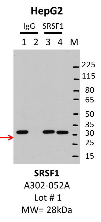 HepG2_Bethyl_A302-052A_1_SRSF1.png<br>Caption: IP-Western Blot analysis of HepG2 whole cell lysate using SRSF1 specific antibody. Lane 1 is 1% of twenty million whole cell lysate input and lane 2 is 10% of IP enrichment using rabbit normal IgG (lanes under 'IgG'). Lane 3 is 1% of twenty million whole cell lysate input and lane 4 is 10% IP enrichment using rabbit polyclonal anti-ASF (SRSF1) antibody (lanes under 'SRSF1').