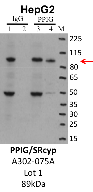 HepG2_Bethyl_A302-075A_1_PPIG.png<br>Caption: IP-Western Blot analysis of HepG2 whole cell lysate using PPIG specific antibody. Lane 1 is 1% of twenty million whole cell lysate input and lane 2 is 10% of IP enrichment using rabbit normal IgG (lanes under 'IgG'). Lane 3 is 1% of twenty million whole cell lysate input and lane 4 is 10% IP enrichment using rabbit polyclonal anti-PPIG antibody (lanes under 'PPIG').