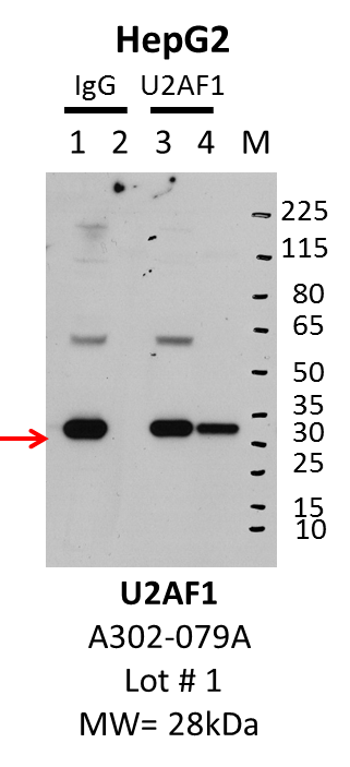 HepG2_Bethyl_A302-079A_1_U2AF1.png<br>Caption: IP-Western Blot analysis of HepG2 whole cell lysate using U2AF1 specific antibody. Lane 1 is 1% of twenty million whole cell lysate input and lane 2 is 10% of IP enrichment using rabbit normal IgG (lanes under 'IgG'). Lane 3 is 1% of twenty million whole cell lysate input and lane 4 is 10% IP enrichment using rabbit polyclonal anti-U2AF1 antibody (lanes under 'U2AF1').