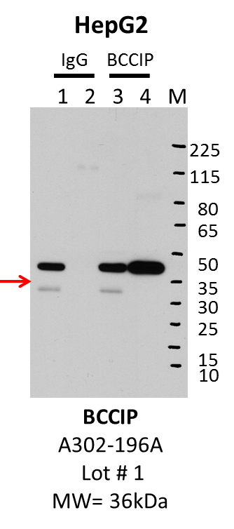 HepG2_Bethyl_A302-196A_1_BCCIP.png<br>Caption: IP-Western Blot analysis of HepG2 whole cell lysate using BCCIP specific antibody. Lane 1 is 1% of twenty million whole cell lysate input and lane 2 is 25% of IP enrichment using rabbit normal IgG (lanes under 'IgG'). Lane 3 is 1% of twenty million whole cell lysate input and lane 4 is 10% IP enrichment using rabbit polyclonal anti-BCCIP antibody (lanes under 'BCCIP ').