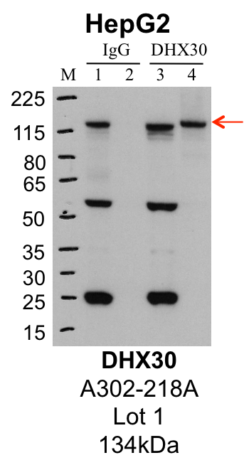 HepG2_Bethyl_A302-218A_1_DHX30.png<br>Caption: IP-Western Blot analysis of HepG2 whole cell lysate using DHX30 specific antibody. Lane 1 is 1% of twenty million whole cell lysate input and lane 2 is 25% of IP enrichment using rabbit normal IgG (lanes under 'IgG'). Lane 3 is 1% of twenty million whole cell lysate input and lane 4 is 10% IP enrichment using rabbit polyclonal anti-DHX30 antibody (lanes under 'DHX30').