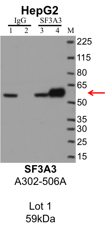 HepG2_Bethyl_A302-506A_1_SF3A3.png<br>Caption: IP-Western Blot analysis of HepG2 whole cell lysate using SF3A3 specific antibody. Lane 1 is 1% of twenty million whole cell lysate input and lane 2 is 25% of IP enrichment using rabbit normal IgG (lanes under 'IgG'). Lane 3 is 1% of twenty million whole cell lysate input and lane 4 is 10% IP enrichment using rabbit polyclonal anti-SF3A3 antibody (lanes under 'SF3A3').