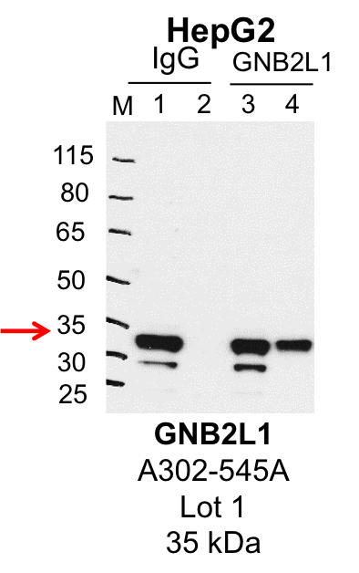 HepG2_Bethyl_A302-545A_1_GNB2L1.png<br>Caption: IP-Western Blot analysis of HepG2 whole cell lysate using GNB2L1 specific antibody. Lane 1 is 1% of twenty million whole cell lysate input and lane 2 is 25% of IP enrichment using rabbit normal IgG (lanes under 'IgG'). Lane 3 is 1% of twenty million whole cell lysate input and lane 4 is 10% IP enrichment using rabbit polyclonal anti-GNB2L1 antibody (lanes under 'GNB2L1').