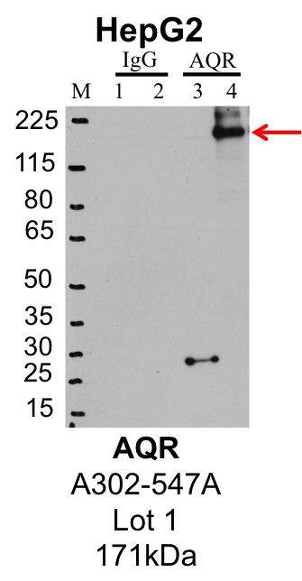 HepG2_Bethyl_A302-547A_1_AQR.png<br>Caption: IP-Western Blot analysis of HepG2 whole cell lysate using AQR specific antibody. Lane 1 is 1% of twenty million whole cell lysate input and lane 2 is 25% of IP enrichment using rabbit normal IgG (lanes under 'IgG'). Lane 3 is 1% of twenty million whole cell lysate input and lane 4 is 10% IP enrichment using rabbit polyclonal anti-AQR antibody (lanes under 'AQR').