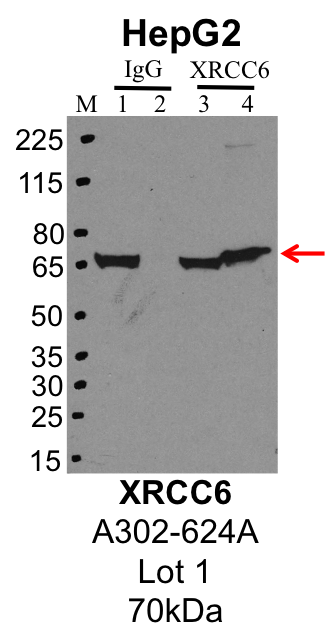 HepG2_Bethyl_A302-624A_1_XRCC6.png<br>Caption: IP-Western Blot analysis of HepG2 whole cell lysate using XRCC6 specific antibody. Lane 1 is 1% of twenty million whole cell lysate input and lane 2 is 25% of IP enrichment using rabbit normal IgG (lanes under 'IgG'). Lane 3 is 1% of twenty million whole cell lysate input and lane 4 is 10% IP enrichment using rabbit polyclonal anti-XRCC6 antibody (lanes under 'XRCC6').