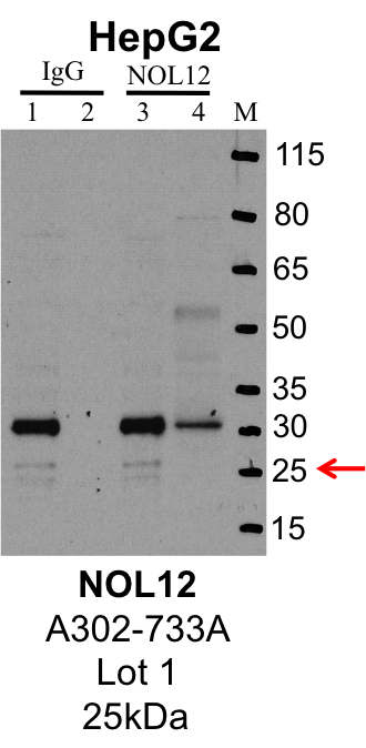 HepG2_Bethyl_A302-733A_1_NOL12.png<br>Caption: IP-Western Blot analysis of HepG2 whole cell lysate using NOL12 specific antibody. Lane 1 is 1% of twenty million whole cell lysate input and lane 2 is 25% of IP enrichment using rabbit normal IgG (lanes under 'IgG'). Lane 3 is 1% of twenty million whole cell lysate input and lane 4 is 10% IP enrichment using rabbit polyclonal anti-NOL12 antibody (lanes under 'NOL12').