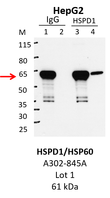 HepG2_Bethyl_A302-845A_1_HSPD1.png<br>Caption: IP-Western Blot analysis of HepG2 whole cell lysate using HSPD1 specific antibody. Lane 1 is 1% of twenty million whole cell lysate input and lane 2 is 25% of IP enrichment using rabbit normal IgG (lanes under 'IgG'). Lane 3 is 1% of twenty million whole cell lysate input and lane 4 is 10% IP enrichment using rabbit polyclonal anti-HSPD1 antibody (lanes under 'HSPD1').