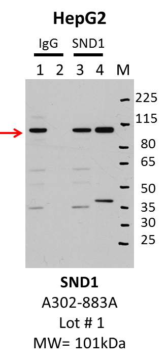 HepG2_Bethyl_A302-883A_1_SND1.png<br>Caption: IP-Western Blot analysis of HepG2 whole cell lysate using SND1 specific antibody. Lane 1 is 1% of twenty million whole cell lysate input and lane 2 is 10% of IP enrichment using rabbit normal IgG (lanes under 'IgG'). Lane 3 is 1% of twenty million whole cell lysate input and lane 4 is 10% IP enrichment using rabbit polyclonal anti-SND1 antibody (lanes under 'SND1').