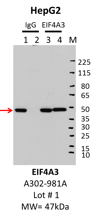 HepG2_Bethyl_A302-981A_1_EIF4A3.png<br>Caption: IP-Western Blot analysis of HepG2 whole cell lysate using EIF4A3 specific antibody. Lane 1 is 1% of twenty million whole cell lysate input and lane 2 is 25% of IP enrichment using rabbit normal IgG (lanes under 'IgG'). Lane 3 is 1% of twenty million whole cell lysate input and lane 4 is 10% IP enrichment using rabbit polyclonal anti-EIF4A3 antibody (lanes under 'EIF4A3').