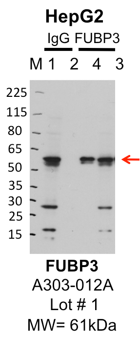 HepG2_Bethyl_A303-012A_1_FUBP3.png<br>Caption: IP-Western Blot analysis of HepG2 whole cell lysate using FUBP3 specific antibody. Lane 1 is 1% of twenty million whole cell lysate input and lane 2 is 25% of IP enrichment using rabbit normal IgG (lanes under 'IgG'). Lane 3 is 1% of twenty million whole cell lysate input and lane 4 is 10% IP enrichment using rabbit polyclonal anti-FUBP3 antibody (lanes under 'FUBP3').