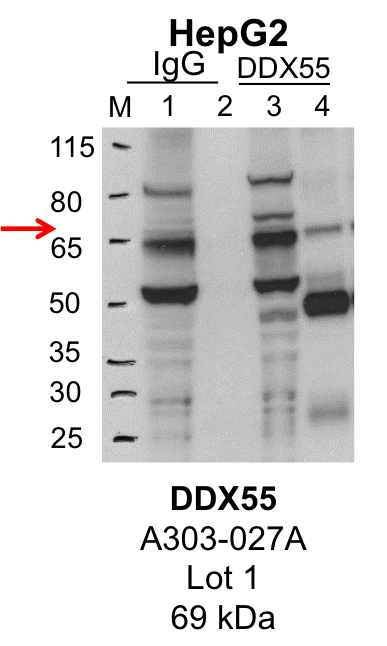 HepG2_Bethyl_A303-027A_1_DDX55.png<br>Caption: IP-Western Blot analysis of HepG2 whole cell lysate using DDX55 specific antibody. Lane 1 is 1% of twenty million whole cell lysate input and lane 2 is 25% of IP enrichment using rabbit normal IgG (lanes under 'IgG'). Lane 3 is 1% of twenty million whole cell lysate input and lane 4 is 10% IP enrichment using rabbit polyclonal anti-DDX55 antibody (lanes under 'DDX55').