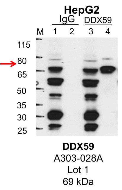 HepG2_Bethyl_A303-028A_1_DDX59.png<br>Caption: IP-Western Blot analysis of HepG2 whole cell lysate using DDX59 specific antibody. Lane 1 is 1% of twenty million whole cell lysate input and lane 2 is 25% of IP enrichment using rabbit normal IgG (lanes under 'IgG'). Lane 3 is 1% of twenty million whole cell lysate input and lane 4 is 10% IP enrichment using rabbit polyclonal anti-DDX59 antibody (lanes under 'DDX59').